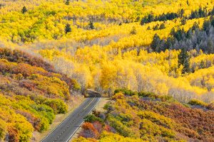 Colorado Fall Foliage