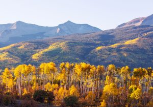 Golden aspen trees in Colorado