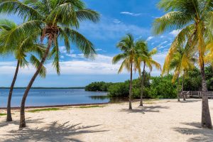 Beach and palm trees in Key Largo, Florida