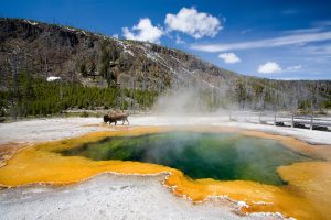 Hydrothermal pool and buffalo Yellowstone National Park
